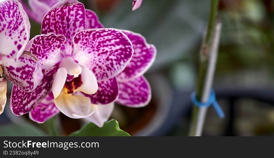 Pink and white Phalaenopsis orchids with speckled pattern displayed in focus