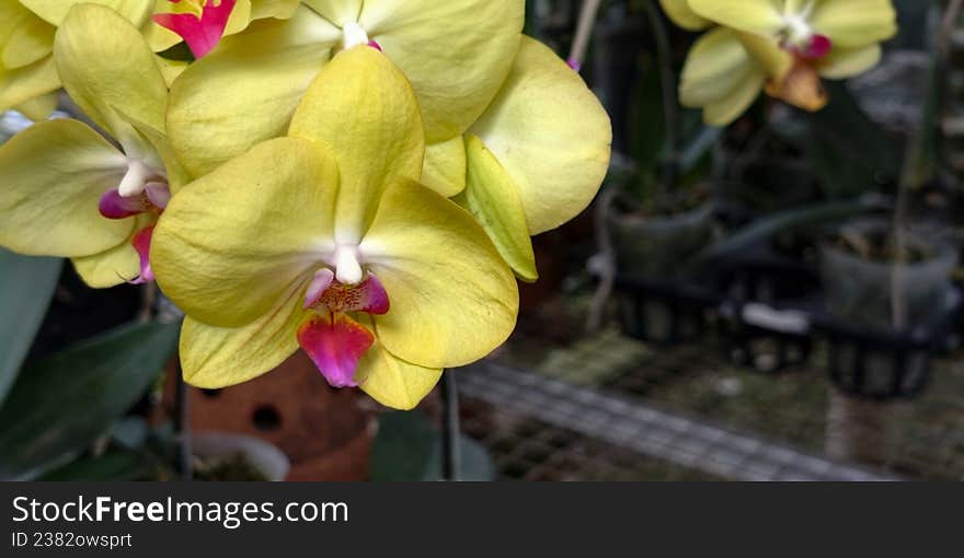 Yellow orchids (Orchidaceae) with purple centers, featuring broad, smooth petals