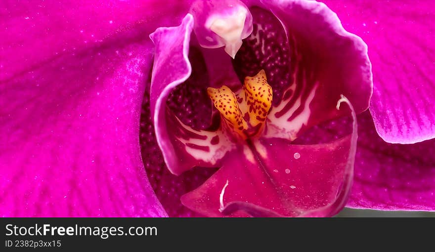 A vibrant pink orchid (family Orchidaceae) is depicted in close-up, showcasing its intricate structure.