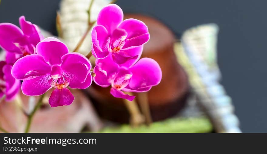 Pink orchids (Orchidaceae) with velvety petals arranged in a cluster