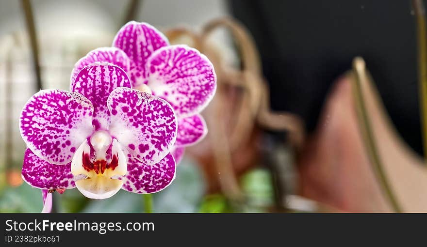 Purple orchids (Orchidaceae) with white accents are in focus.