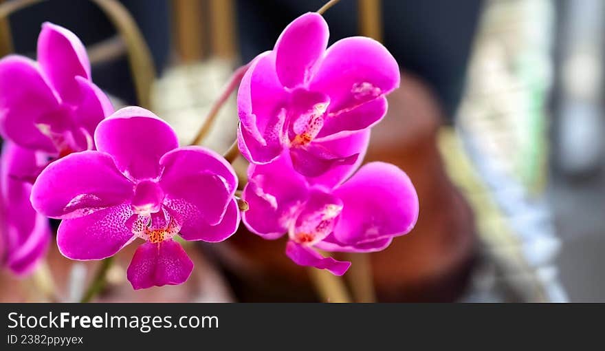 Bright pink orchids (Orchidaceae family) with delicate petals