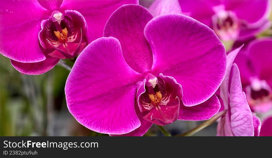 Vibrant magenta orchids, part of the Phalaenopsis genus, are displayed prominently