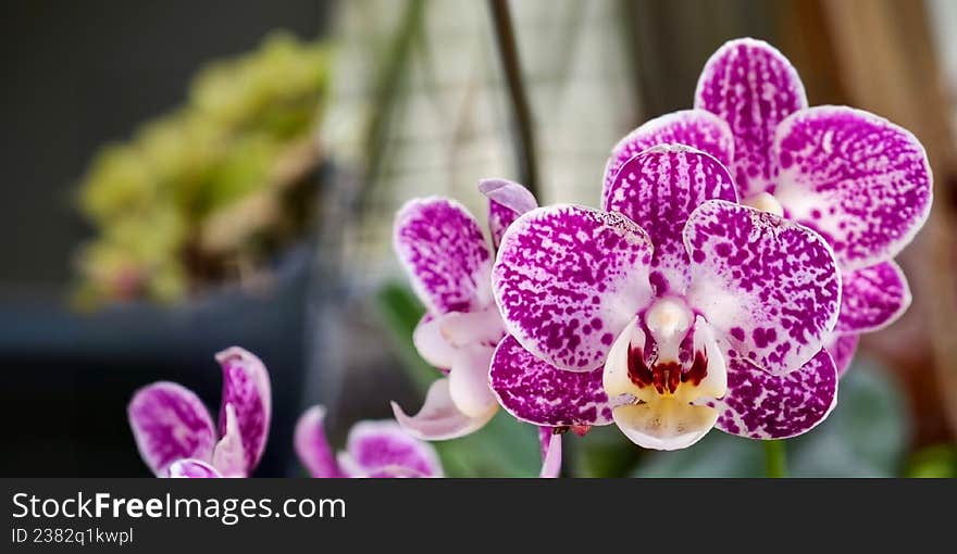 Phalaenopsis orchids, commonly known as moth orchids
