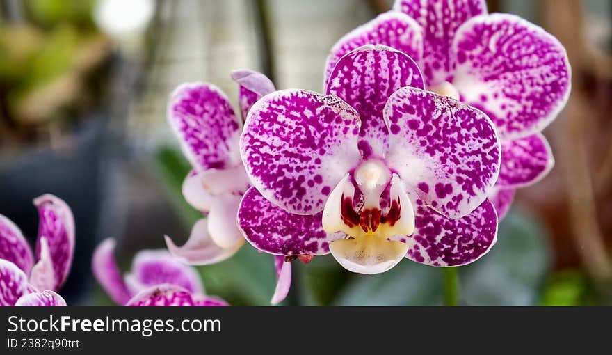 Vibrant Phalaenopsis orchids displaying rich magenta petals with white backgrounds