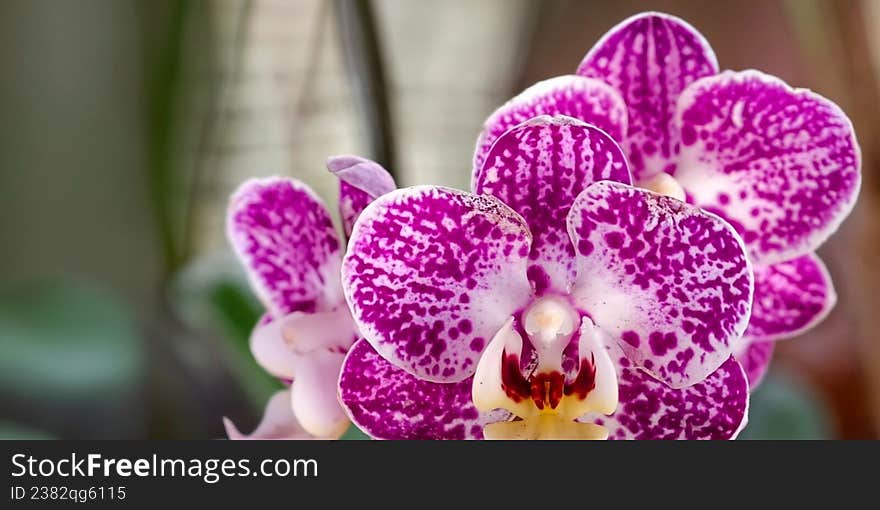 A vibrant close-up of Phalaenopsis orchids, featuring purple petals with white speckles and delicate, curved shapes