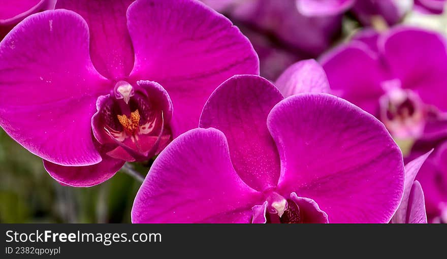 Vibrant magenta orchids (Orchidaceae) are showcased in close-up
