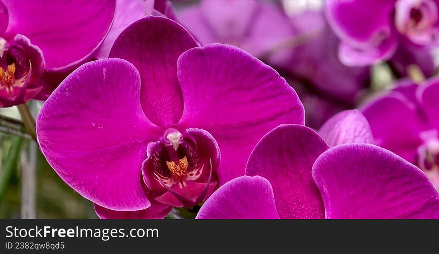Vivid pink orchids (Phalaenopsis) with broad petals and intricate, veined patterns on a blurred background