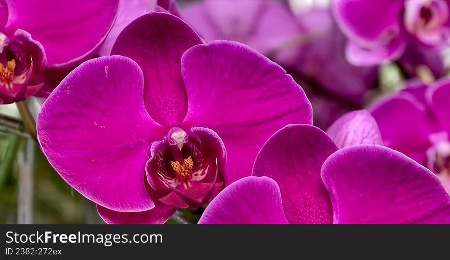 Vibrant Phalaenopsis orchids, commonly known as moth orchids, displaying rich magenta petals
