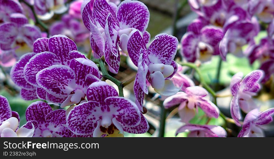 Purple orchids (Orchidaceae) with white patterns, likely Phalaenopsis, fill the frame