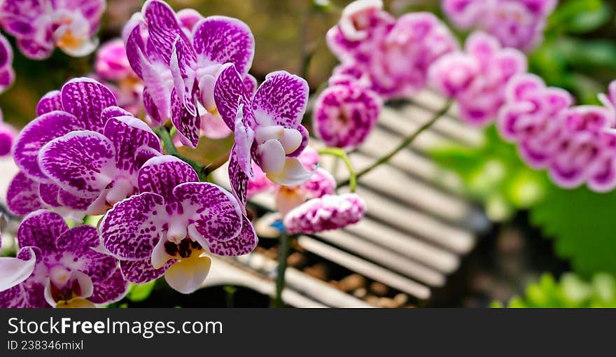 Clusters of vibrant purple Phalaenopsis orchids, known in Indonesian as  Bungan Angrek