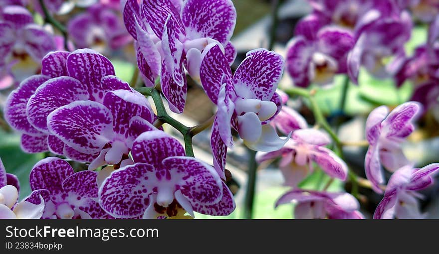 Purple orchids (Genus: Phalaenopsis) with white accents are showcased, growing on sturdy, arching green stems. The petals display speckled patterns, adding intricate detail to their vibrant coloring. These orchids are in full bloom, highlighting their exotic and elegant appearance amidst a lush, green backdrop.