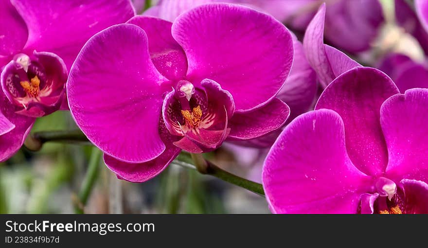 Vivid magenta Phalaenopsis orchids with large, elegant petals and intricate centers