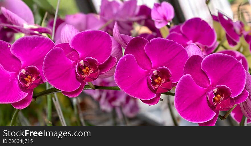 Vibrant magenta Phalaenopsis orchids, also known as moth orchids, with broad, glossy petals