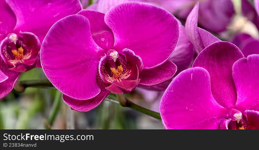 Bright magenta Phalaenopsis orchids, commonly known as moth orchids