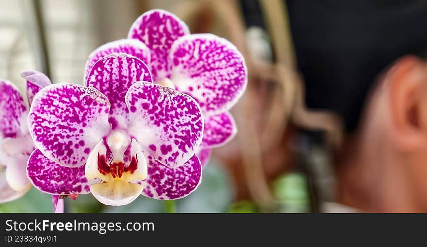 A close-up of Phalaenopsis orchids, known for their vibrant pink and white speckled petals