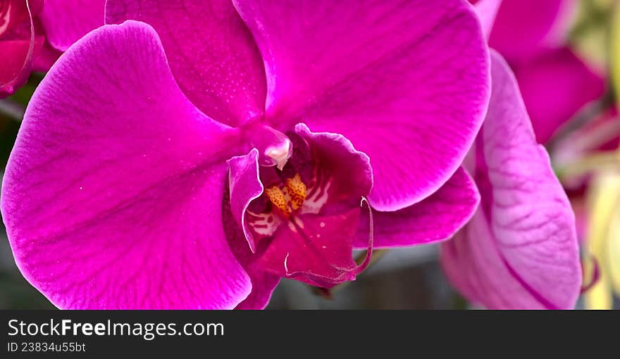 A close-up of a vibrant pink orchid (Orchidaceae) featuring a large