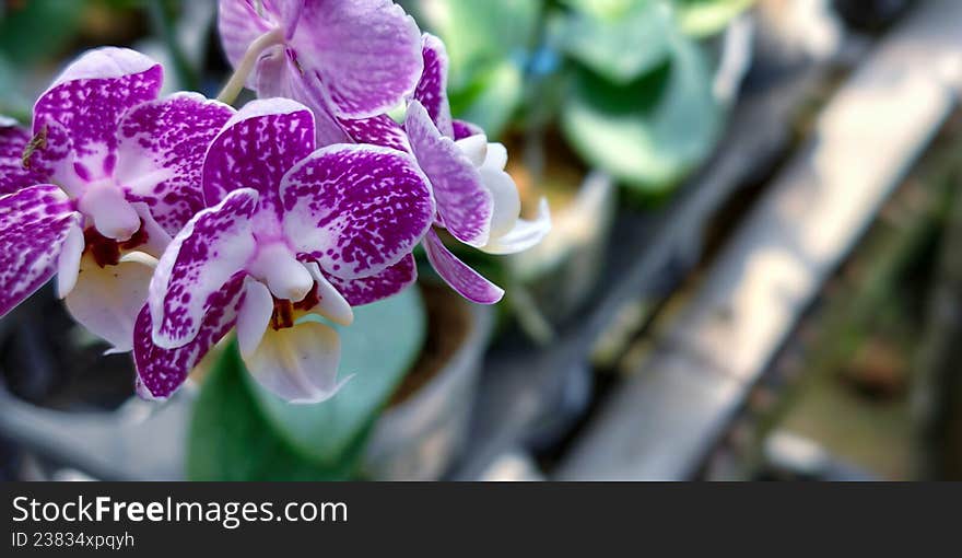 Purple orchids (Orchidaceae) with white speckles are in focus