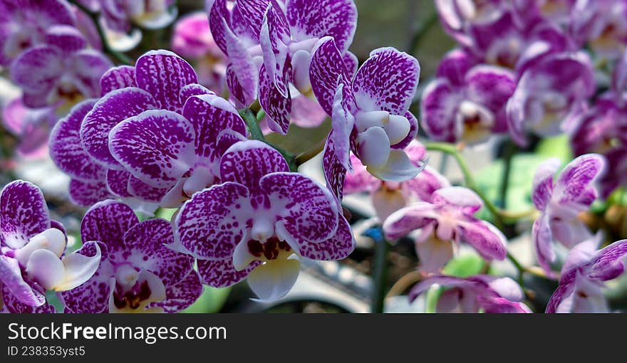 Clusters of Phalaenopsis orchids, showcasing vibrant purple and white petals with speckled patterns