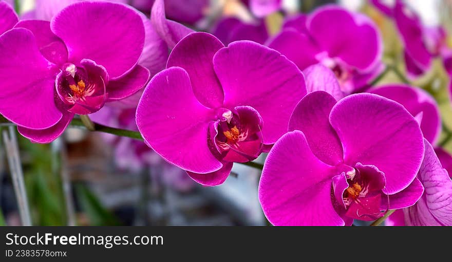 Vibrant magenta orchid flowers (Orchidaceae family) dominate the image, featuring their distinct curved petals and intricate central patterns. The flowers are arranged closely, showcasing their lush color and velvety texture. Orchids are known for their beauty and diversity, popular in horticulture across tropical and subtropical regions.