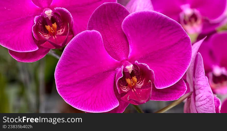 Close-up of vibrant pink orchids (Orchidaceae family) with broad, smooth petals