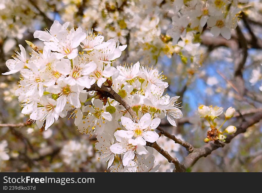 A branch of a cherry tree in full bloom, close-up in the sunlight.