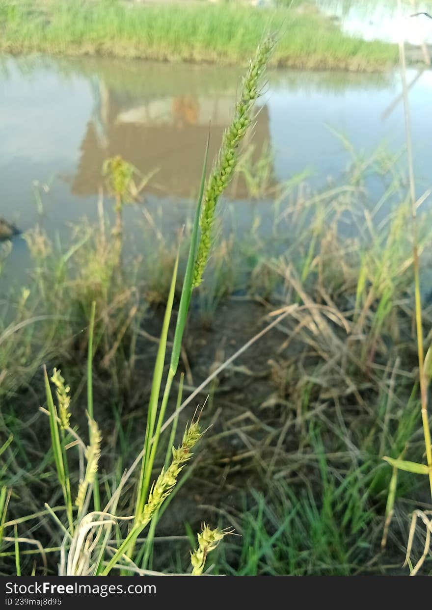 A sharp close-up of a green wild grass ear (Sedge family) growing at the edge of a pond or flooded rice field. The background shows soft reflections on the water and lush greenery, highlighting the natural growth of wild flora in a humid, tropical agricultural ecosystem. A sharp close-up of a green wild grass ear (Sedge family) growing at the edge of a pond or flooded rice field. The background shows soft reflections on the water and lush greenery, highlighting the natural growth of wild flora in a humid, tropical agricultural ecosystem