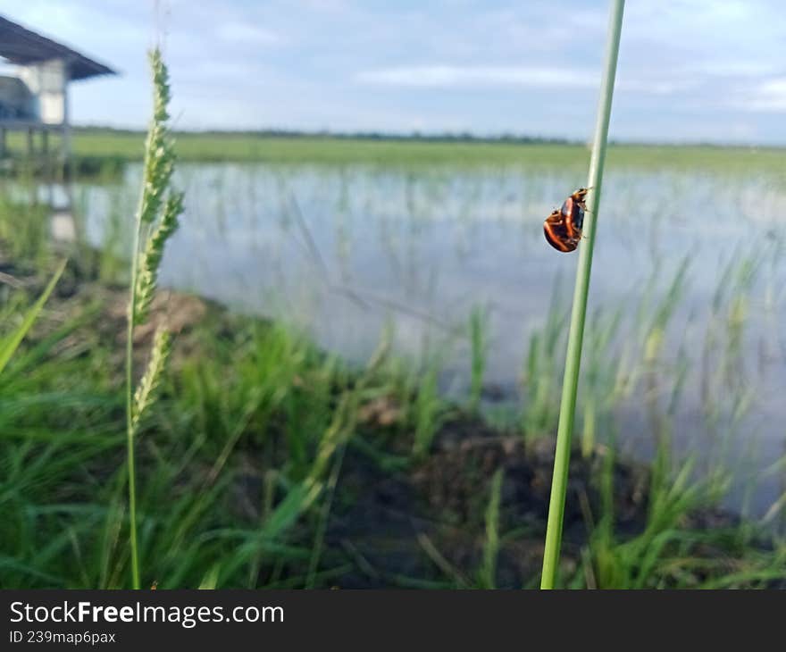 Mating insects on a grass blade in a green rice field
