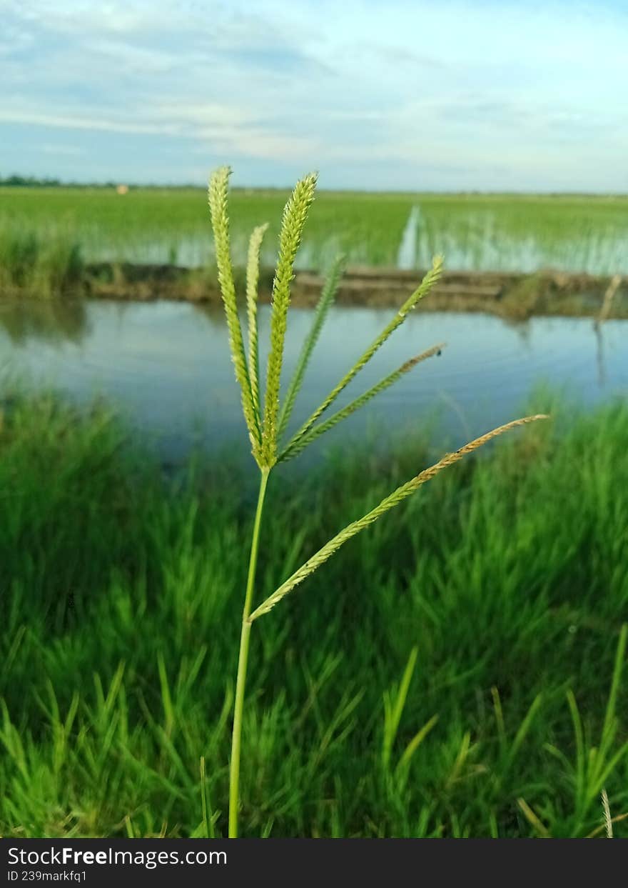 A sharp close-up of a Goosegrass or Crowfoot grass (Eleusine indica) plant standing tall against a scenic background of a flooded rice field. The image captures the intricate texture of the grass seeds and the tranquil atmosphere of a rural farming area during a clear day. A sharp close-up of a Goosegrass or Crowfoot grass (Eleusine indica) plant standing tall against a scenic background of a flooded rice field. The image captures the intricate texture of the grass seeds and the tranquil atmosphere of a rural farming area during a clear day