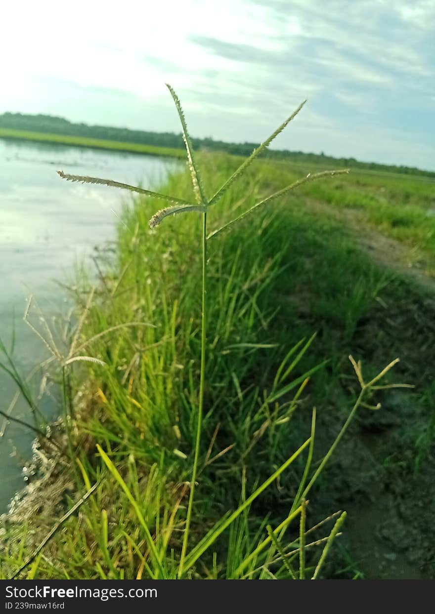 Star-shaped Wild Grass Flower in a Rural Wetland Environment