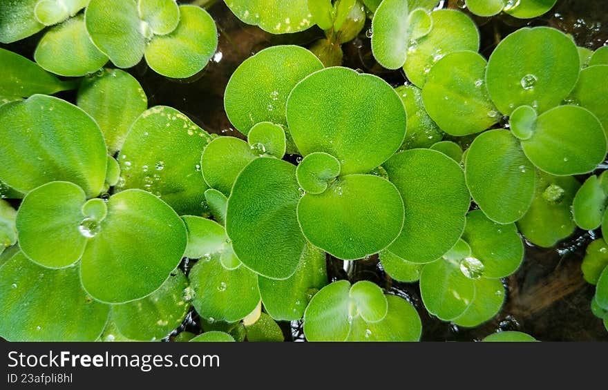 Pistia stratiotes floating on water surface, showing fresh green leaves and natural texture in a wetland environment. Pistia stratiotes floating on water surface, showing fresh green leaves and natural texture in a wetland environment