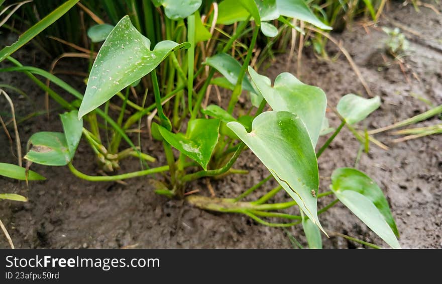 Limnocharis Flava Plant Growing in Wet Soil