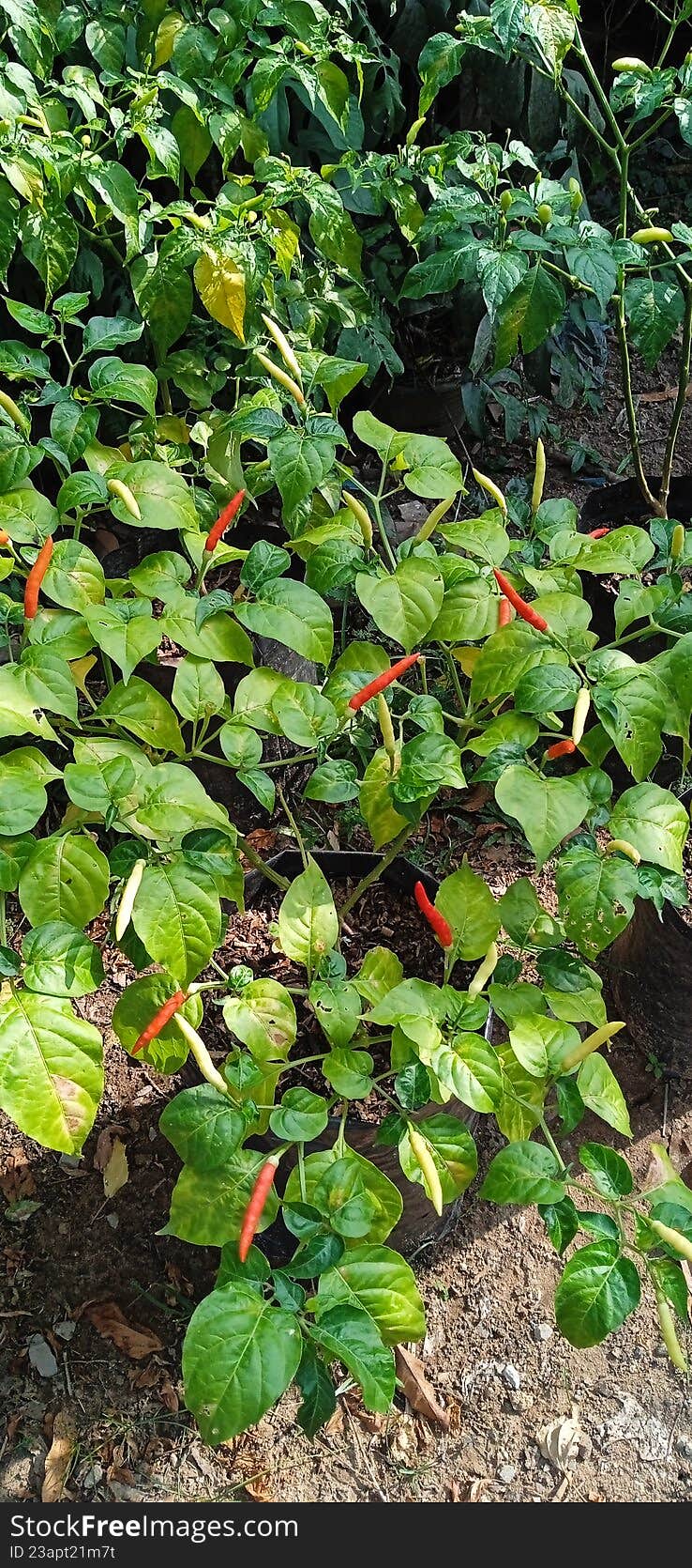 Red and green Thai bird's eye chili peppers growing on a plant in a black polybag.