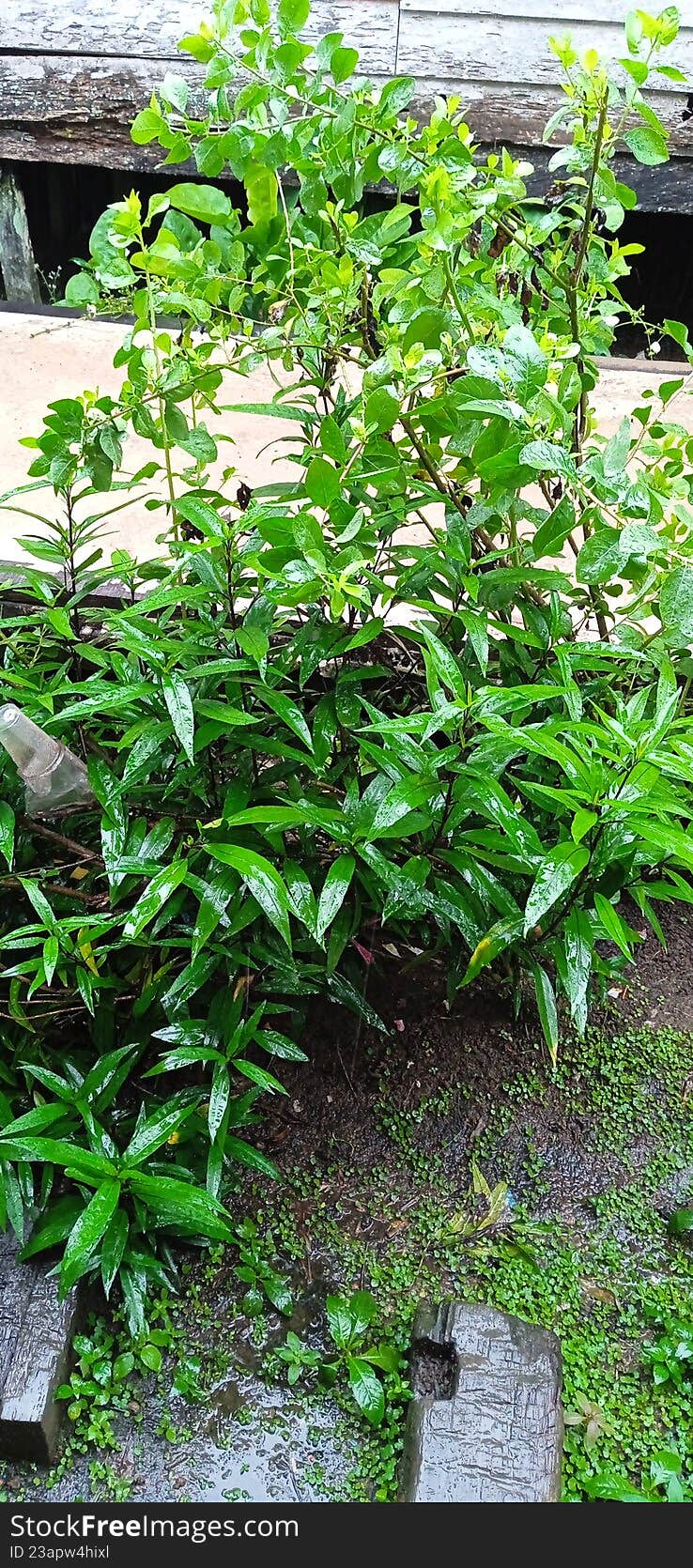 Fresh green leaves of a garden plant with water droplets after rain in a backyard.