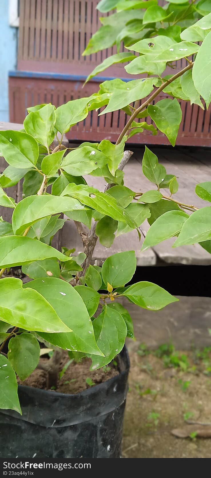 Young green ornamental plant growing in a black polybag in a home garden setup.