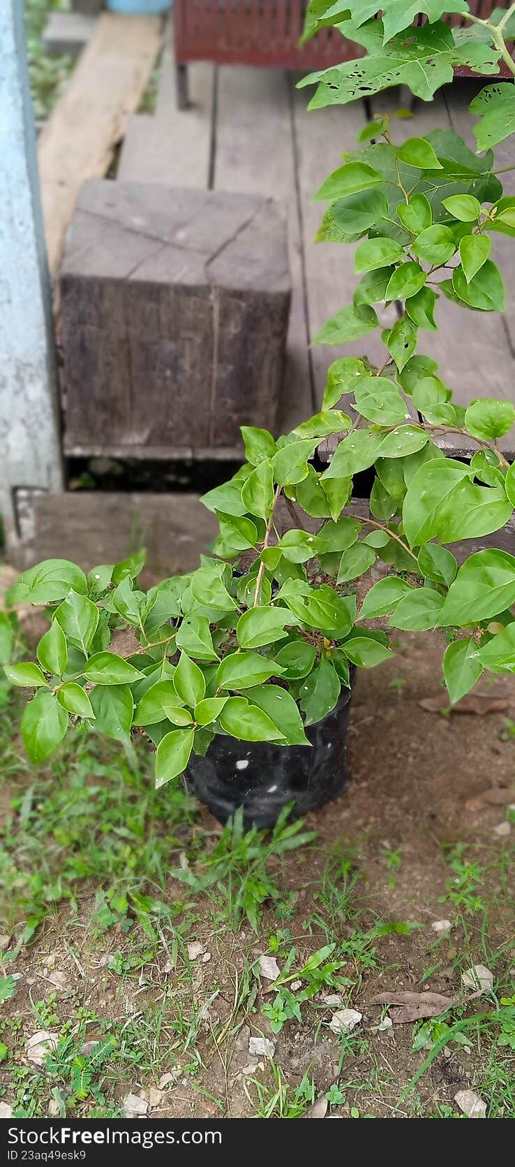 Young green ornamental plant growing in a black polybag in a home garden setup.