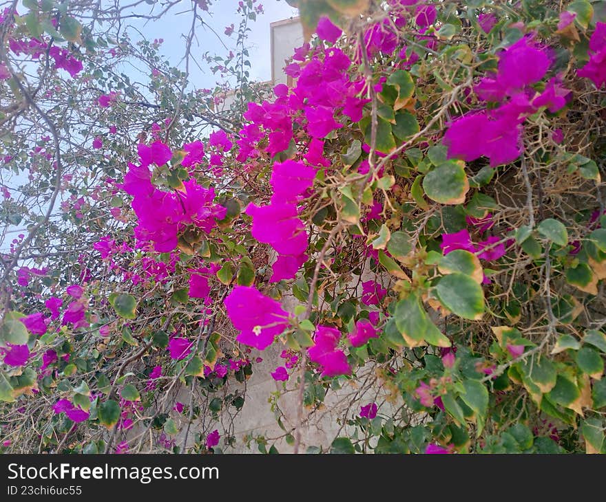 Freshly bloomed colorful flowers growing beside the front gate, creating a natural and welcoming entrance. The vibrant blossoms and green leaves add beauty and a peaceful atmosphere to the outdoor space, perfect for garden, home entrance, and nature-related concepts. Freshly bloomed colorful flowers growing beside the front gate, creating a natural and welcoming entrance. The vibrant blossoms and green leaves add beauty and a peaceful atmosphere to the outdoor space, perfect for garden, home entrance, and nature-related concepts.