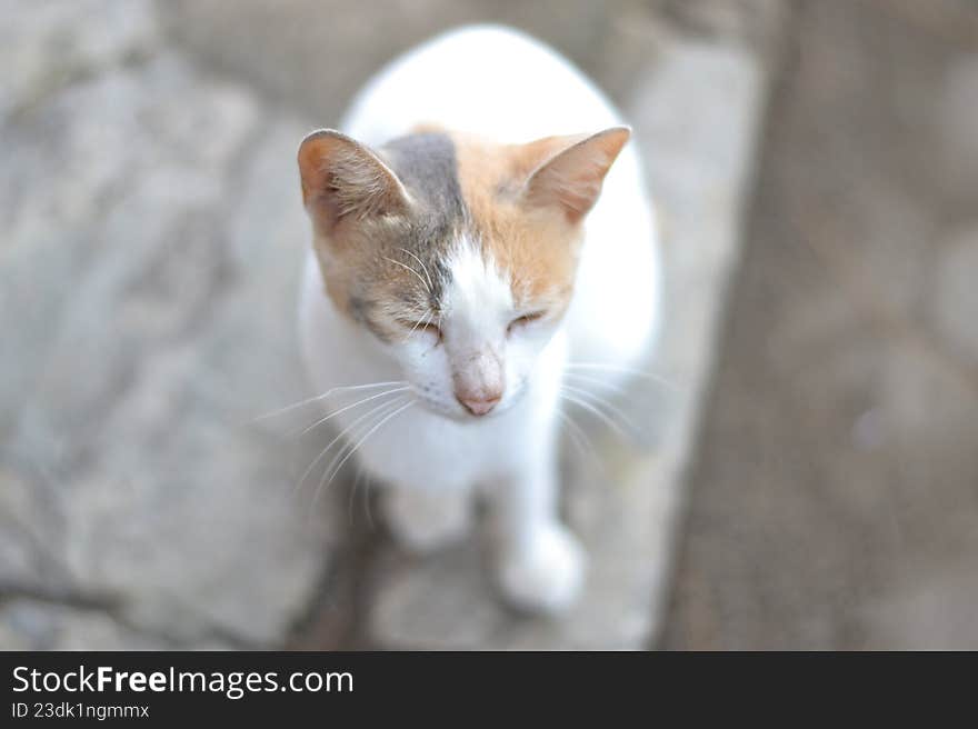 The Shadow Traveler: A Journey Through Curious Eyes