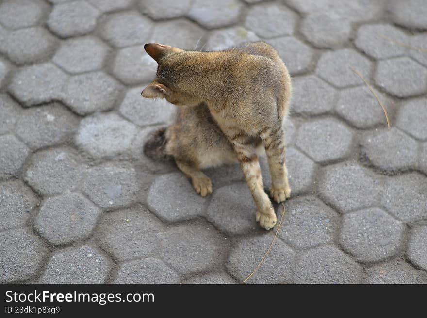 Urban Tiger: The Wild Soul in a Velvet Coat