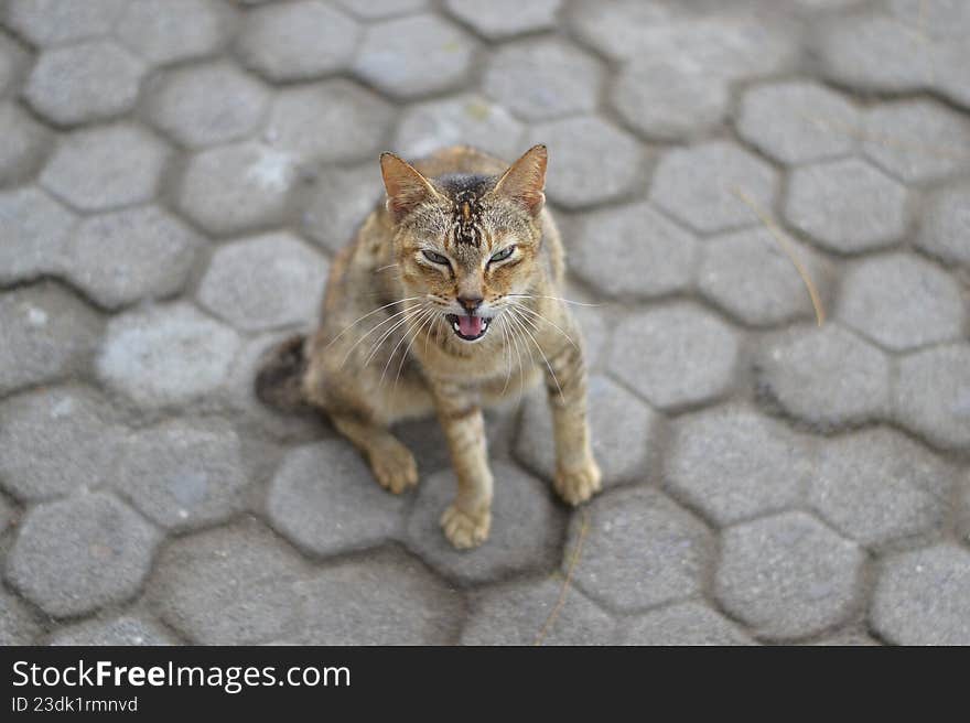 The Art of the Nap: A Masterclass in Stillness
