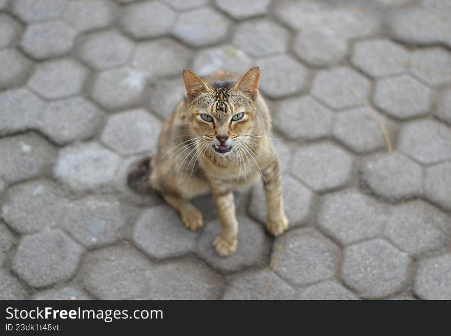 The House Guardian: Mystery Behind the Emerald Eyes