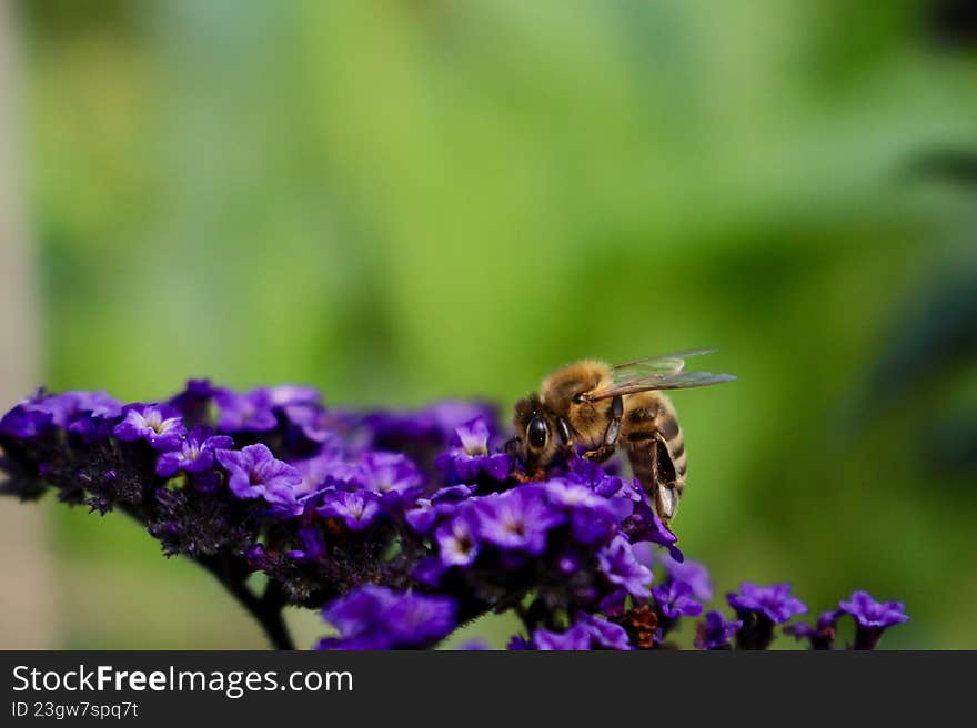 Close-Up of a Wasp Gathering Nectar from Purple Blossoms