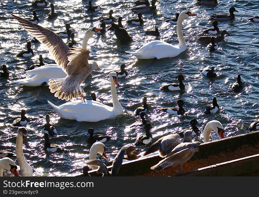 Large Gathering of Swans, Ducks, and Seagulls at a Water Feeding Area