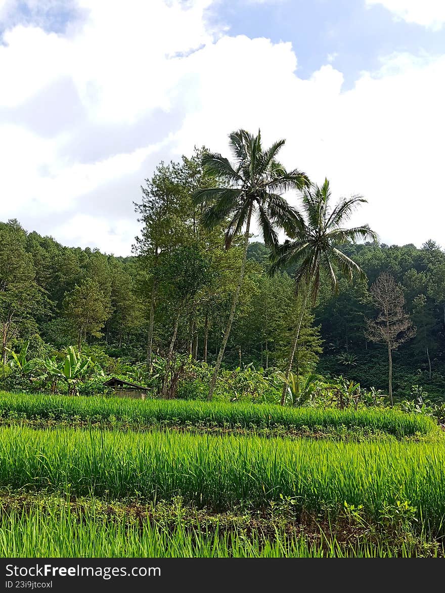 Green rice field in a rural tropical landscape with palm trees, forested hills, and cloudy sky, showing peaceful countryside agric