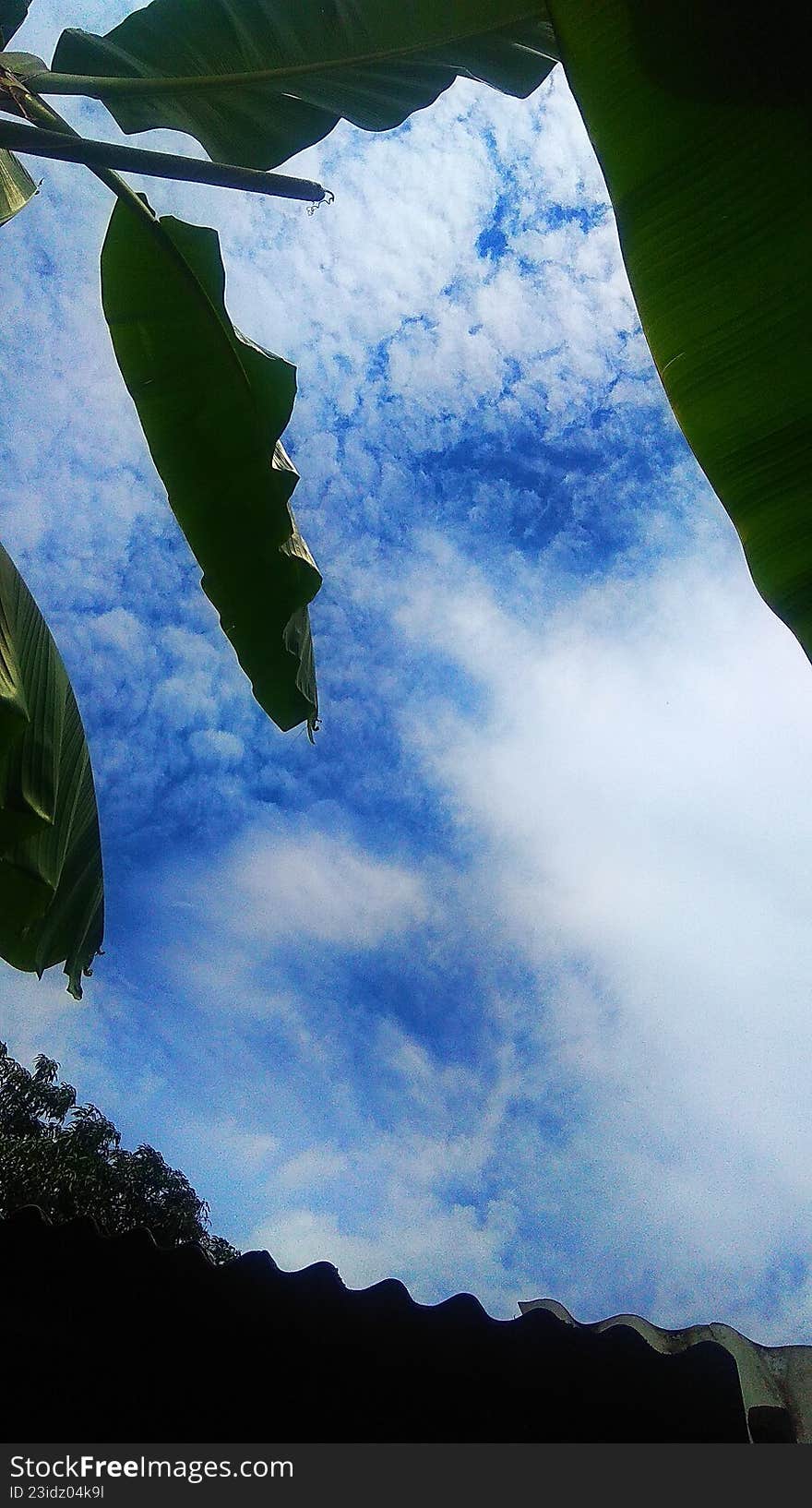 collaboration of clear sky and tree branches in the open air