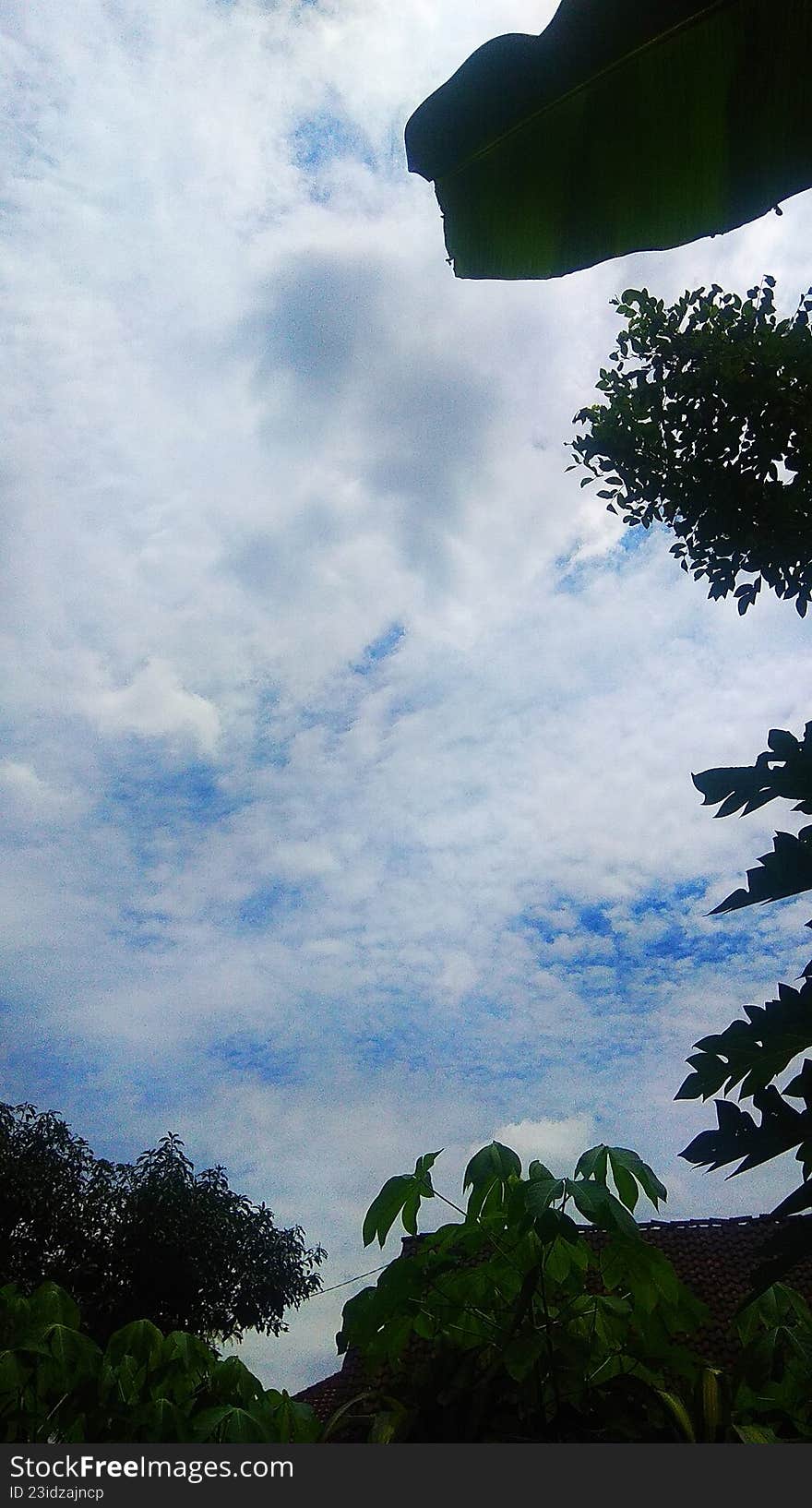 collaboration of clear sky and tree branches in the open air
