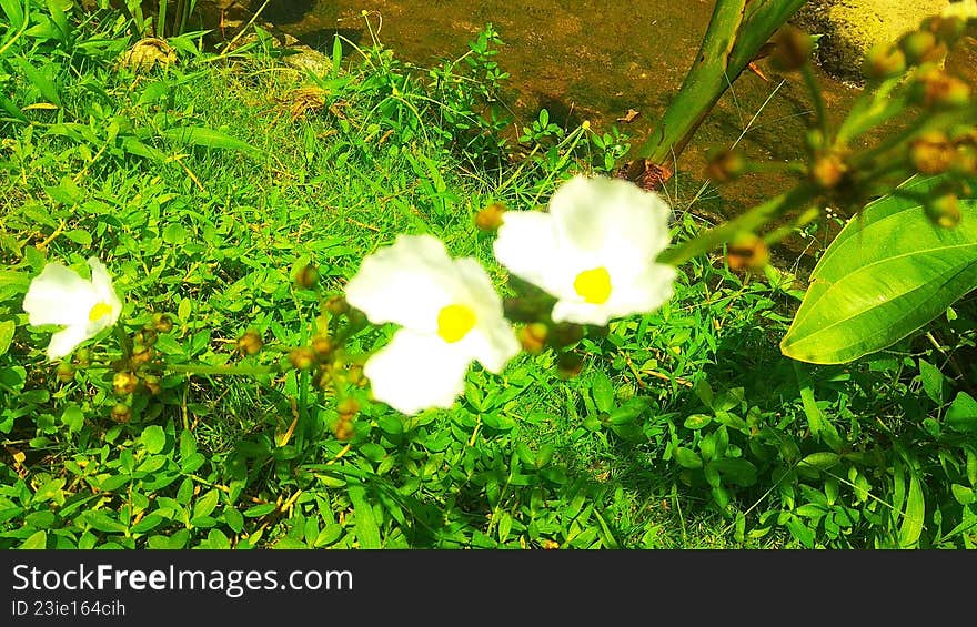 white petaled flower plants growing in bloom