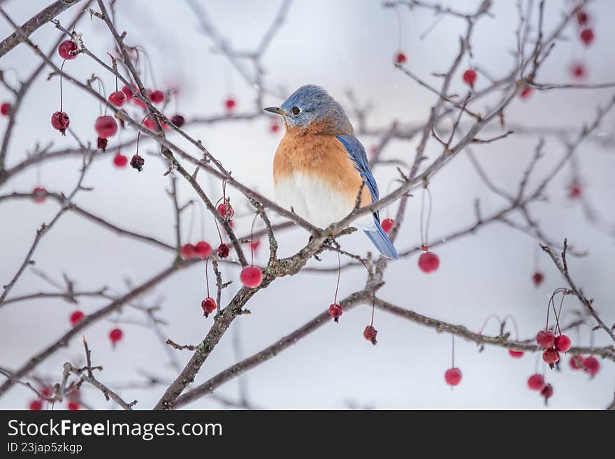A male Eastern Bluebird perches in a Crabapple Tree on a snowy winter day.
