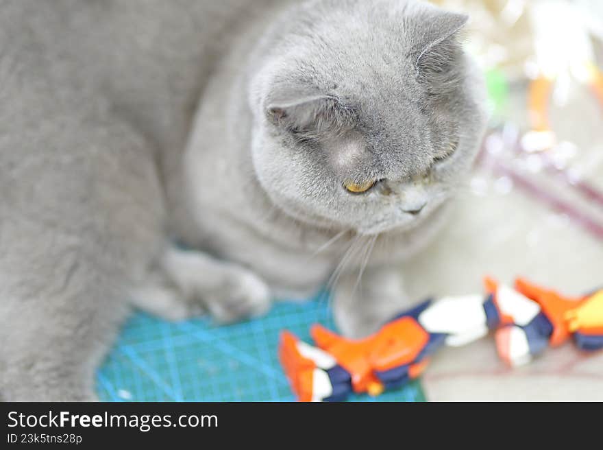 A cat that makes trouble when assembling models. A cat that makes trouble when assembling models
