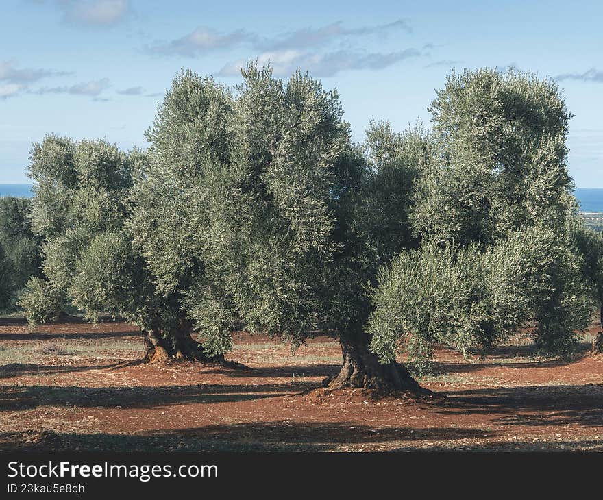 The Big Guide to Puglia�s olive trees. The Journey of Olive Oil: From Tree to Bottle.